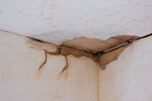 Best Mold removal after water damage  in Ramsey, MN