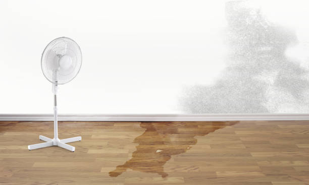 Best Water damage cleanup near me  in Ramsey, MN