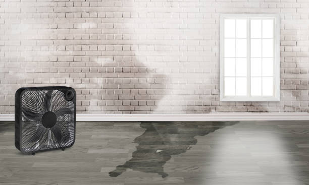 Best Water damage restoration near me  in Ramsey, MN